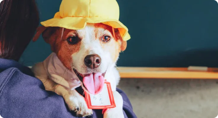 ドッグラウンジ 愛犬用家具
