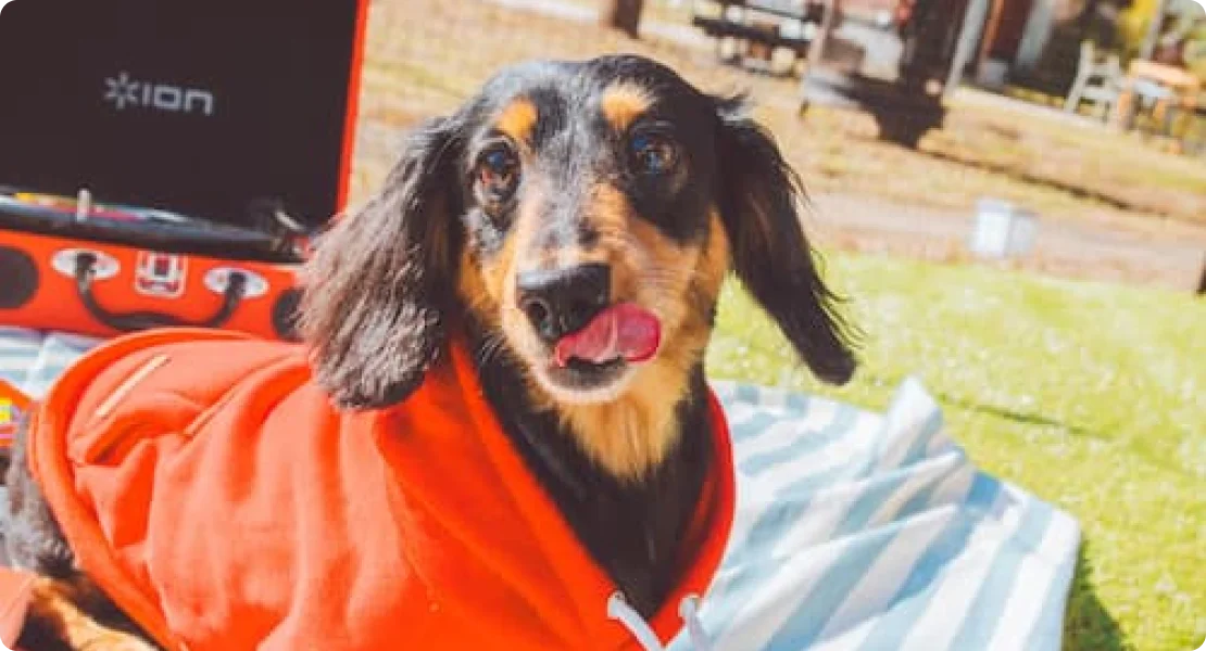 プライベートドッグランで遊ぶ愛犬
