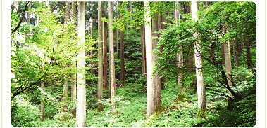 手入れされた森林