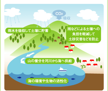 手入れされた森林