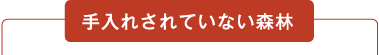 手入れされていない森林