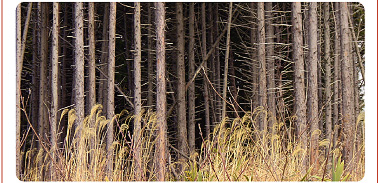 手入れされていない森林