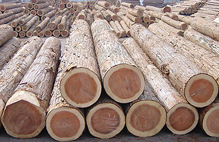 吉野スギ（平成21年3月撮影）