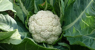 「イニシア箕面小野原」屋上菜園（平成21年11月撮影）