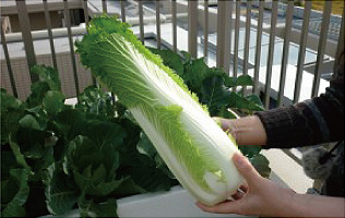 「イニシア箕面小野原」白菜の収穫（平成21年11月撮影）