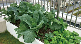 「イニシア箕面小野原」屋上菜園（平成21年10月撮影）