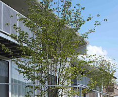 落葉樹（写真3）