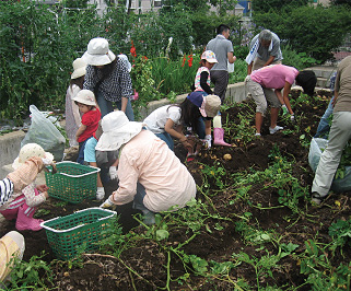 じゃがいもの収穫（平成22年7月撮影）