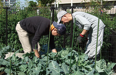 無農薬なので虫取りが大変です（平成22年10月撮影）