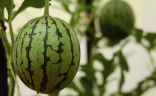 グリーンカーテンクラブで育てたスイカ(平成23年7月撮影)