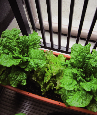 モニターご夫婦が育てたサニーレタス(平成23年5月撮影)