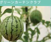 グリーンカーテンクラブ