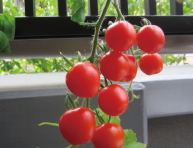 A様のバルコニーで育ったミニトマト(平成23年7月撮影)