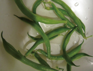 A様のバルコニーで育ったインゲン豆(平成23年7月撮影)