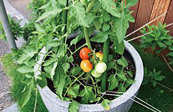 ミニトマト（平成22年7月2日撮影）