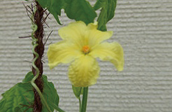 ゴーヤの花（平成22年6月13年撮影）