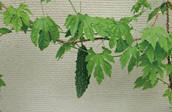 ゴーヤの実（平成22年7月2日撮影）