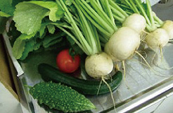 マンションギャラリーで収穫した野菜（平成22年7月4日撮影）