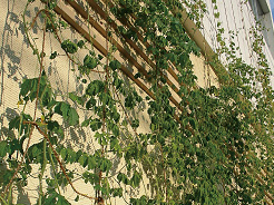 ゴーヤのグリーンカーテン（平成22年8月31日撮影）