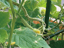 開花時のキュウリ（平成22年8月31日撮影）