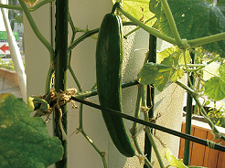すくすく成長したキュウリ（平成22年8月31日撮影）