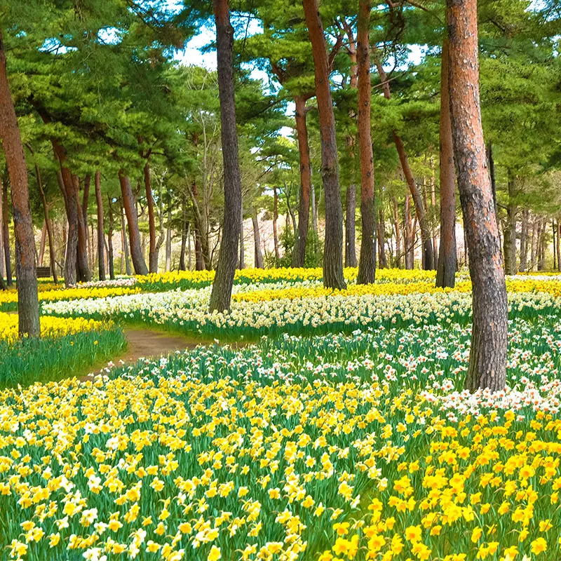 スイセン　グランピングイメージ