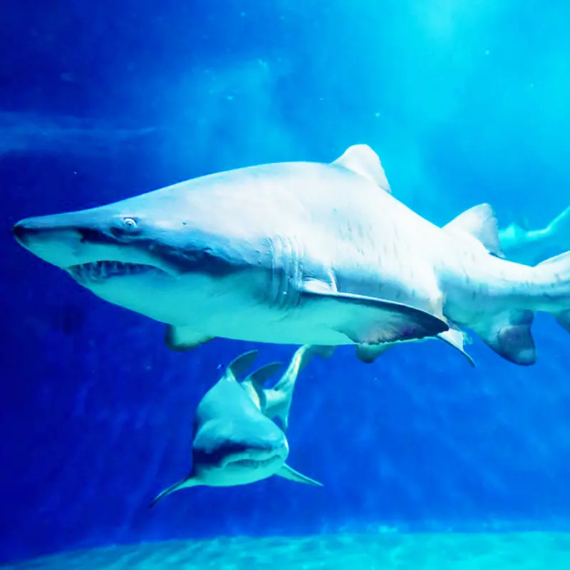 アクアワールド・大洗　グランピングイメージ