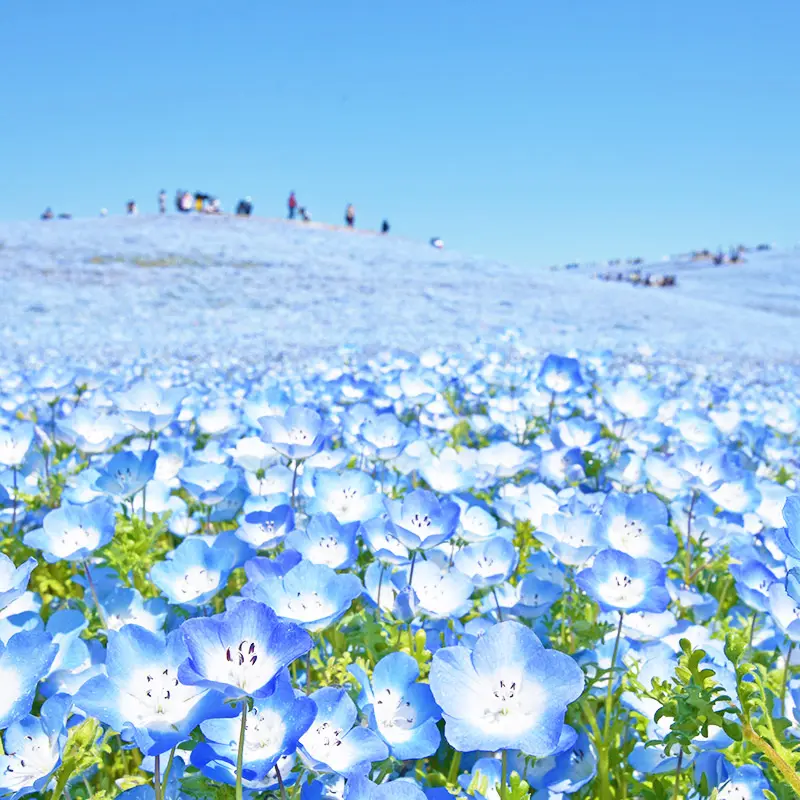 ネモフィラ畑　グランピングイメージ