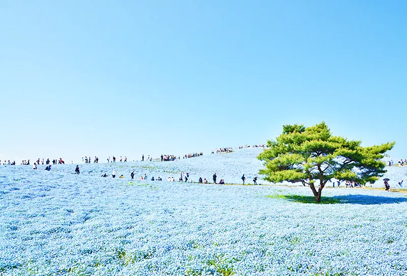 国営ひたち海浜公園