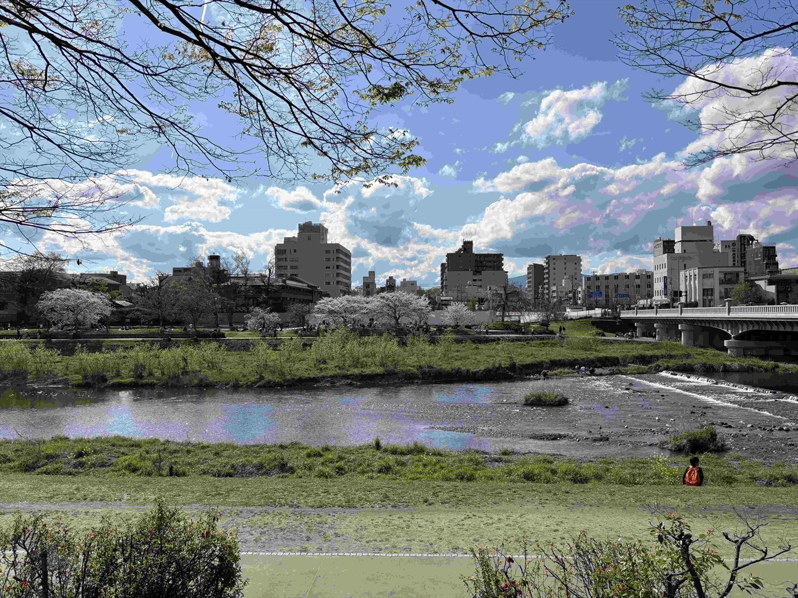 【その他画像】鴨川の風景(2026年4月)