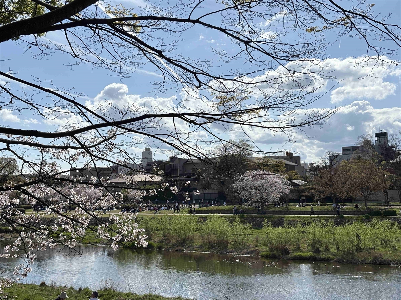 【その他画像】鴨川の風景(2026年4月)
