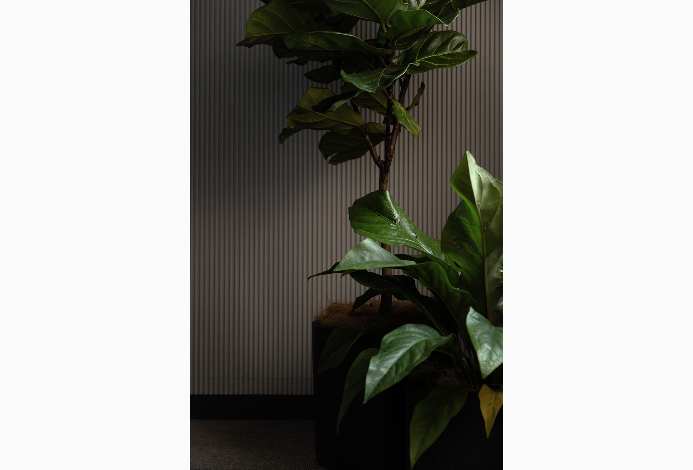 洋室（1）（2026年1月）