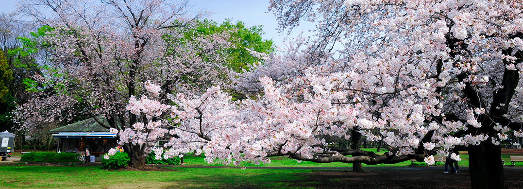 砧公園(約2,040m／徒歩26分) 