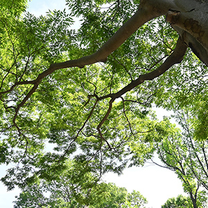 ケヤキimage photo