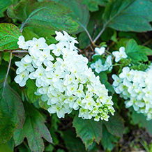 カシワバアジサイ