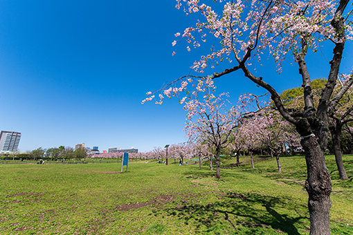 都立尾久の原公園