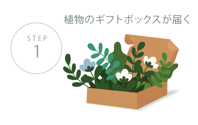 STEP1 植物のギフトボックスが届く