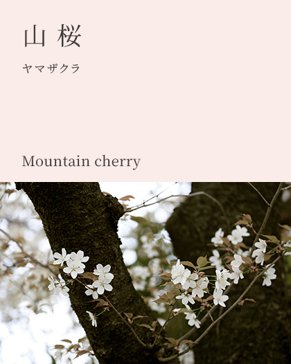 山桜