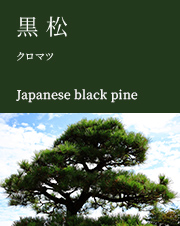黒松