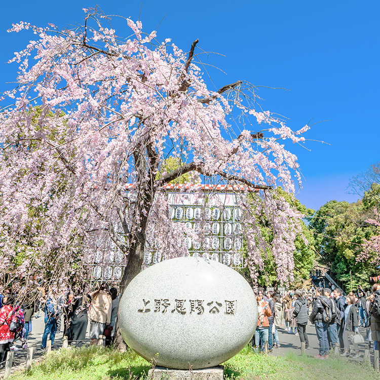 上野恩賜公園 （自転車9分／約2,150m）※1