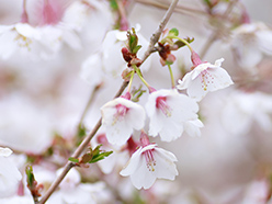 マメザクラ image photo