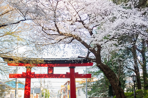 大宮八幡宮 image photo