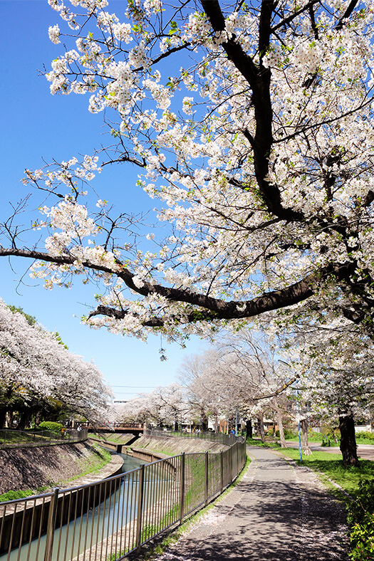 善福寺川緑地（約880m〜930m／徒歩11分〜12分）2024年4月撮影