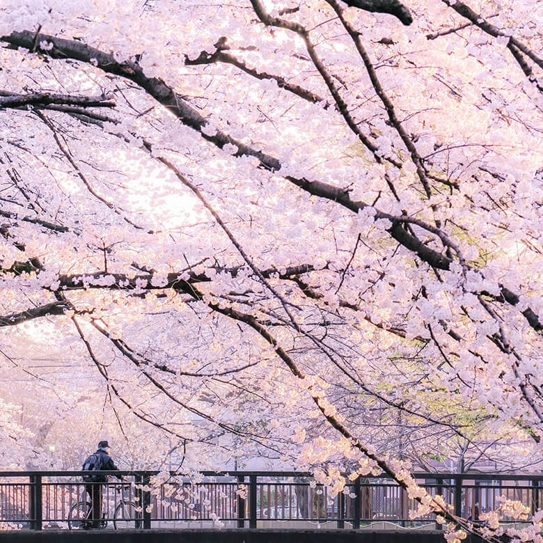 善福寺川緑地 image photo