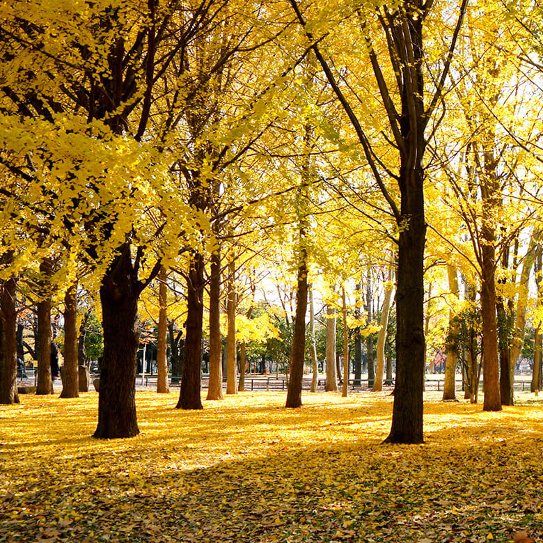 善福寺川緑地 image photo