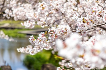 image photo
