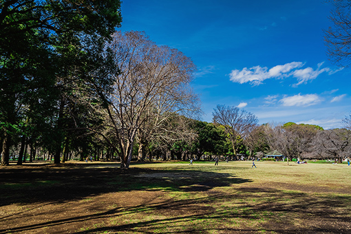砧公園