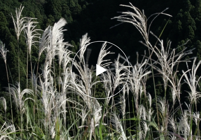 株式会社原田銘木店（2024年9月撮影）