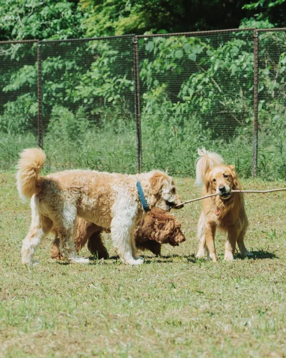 DOG RUN